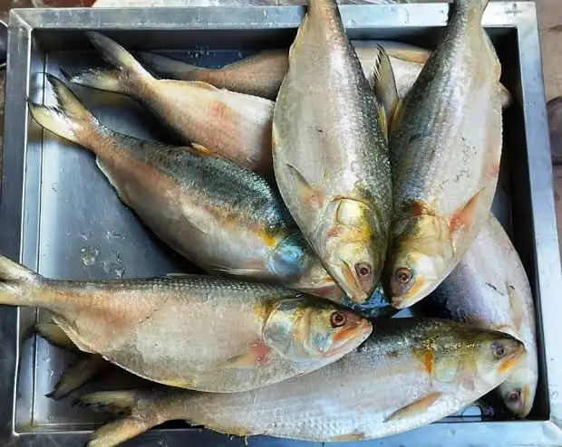 বাংলাদেশ থেকে ভারত পৌঁছালো ইলিশের প্রথম চালান
